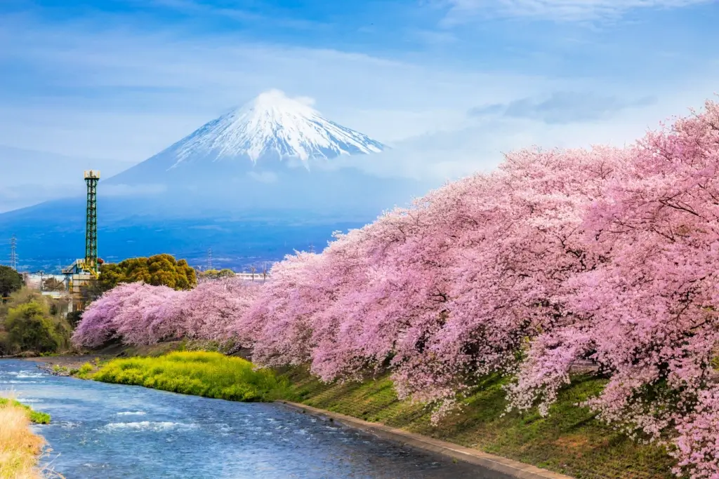 Mt Fuji in the spring.