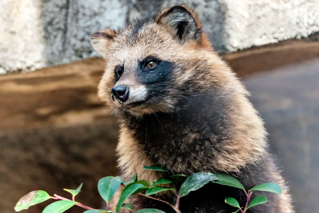 A tanuki or "raccoon dog", sitting outside in the forest.