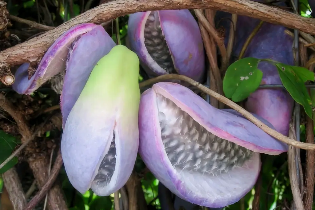 A bunch of ripe akebi.