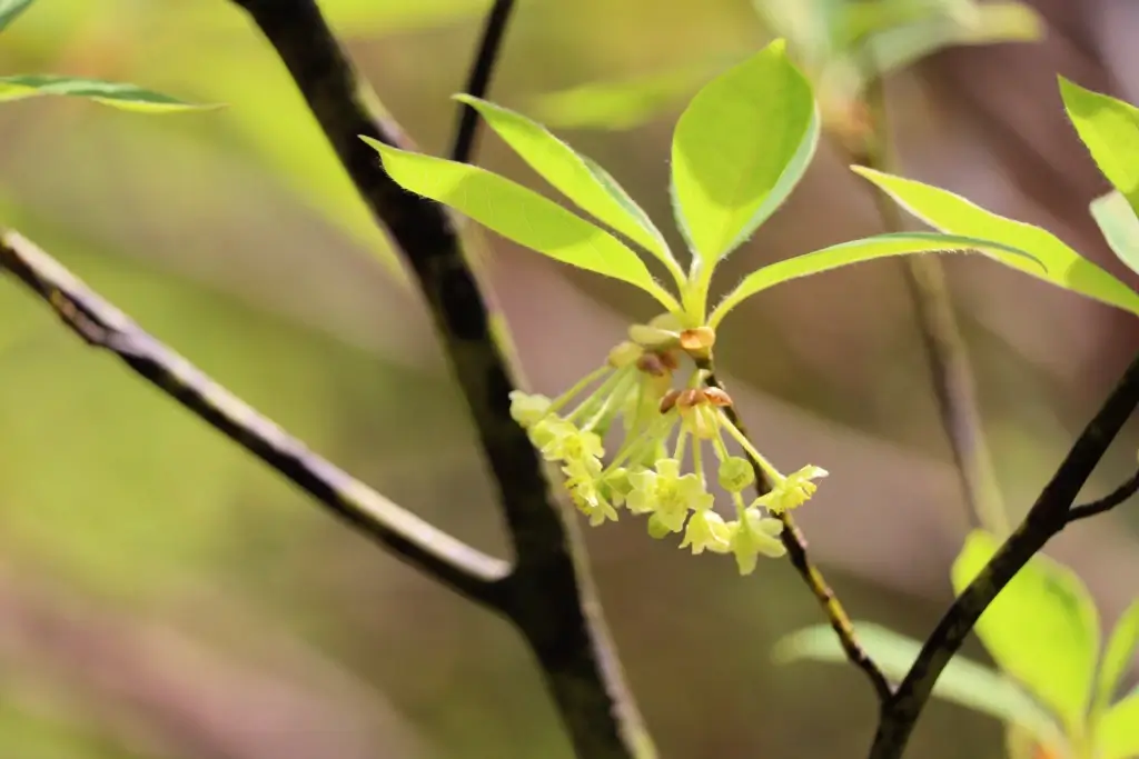 A kuromoji herb on a branch.