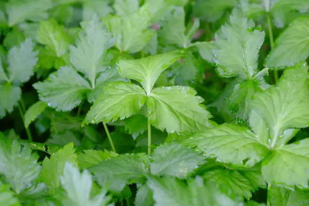 A garden of mitsuba leaves.