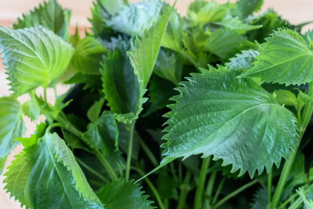 A bunch of green shiso leaves.