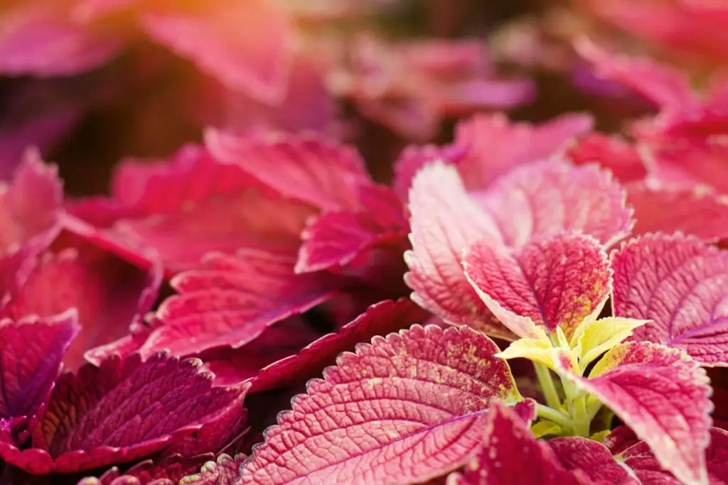 A plot of red perilla leaves.