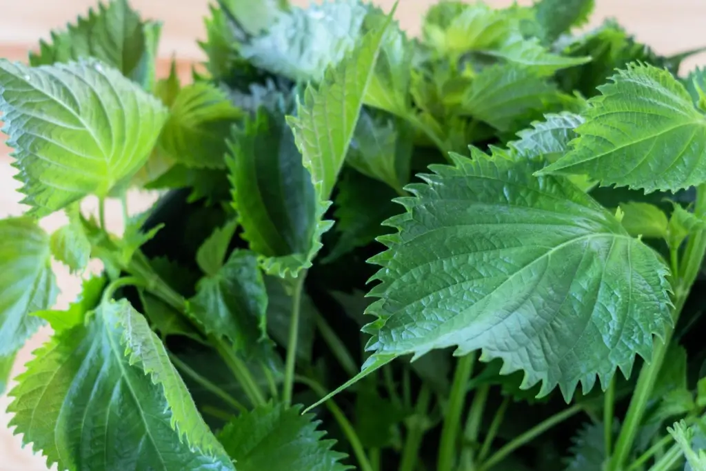 A bunch of shiso perilla leaves, one of many Japanese herbs.