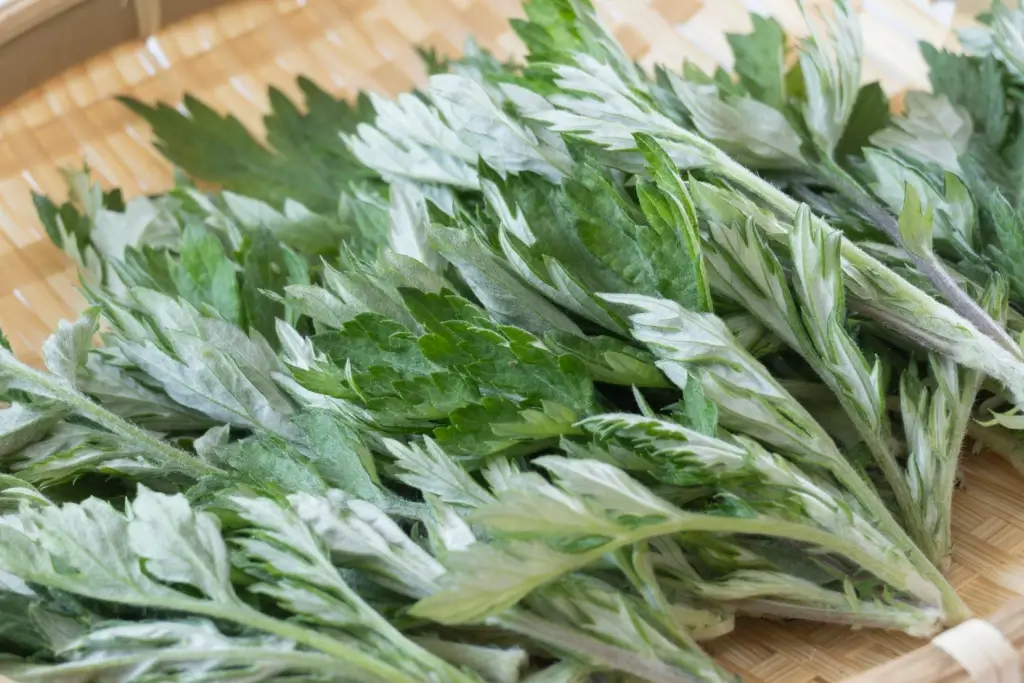 A bunch of yomogi herbs on a table.