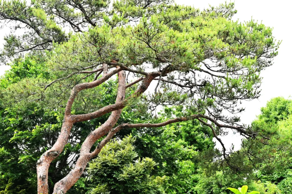 A Japanese red pine tree.