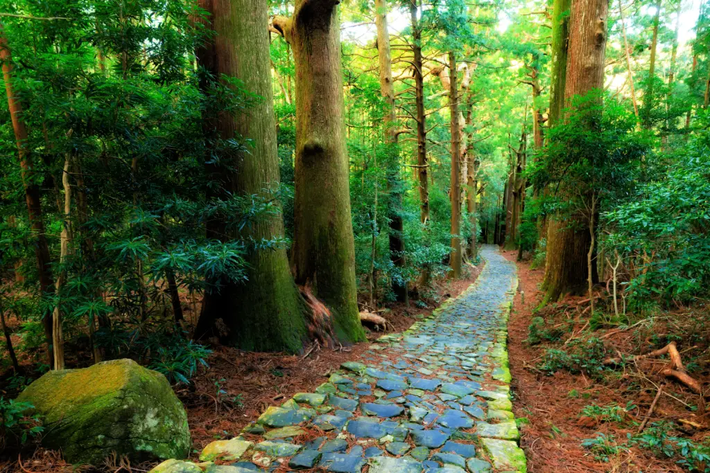 A Japanese cypress forest.