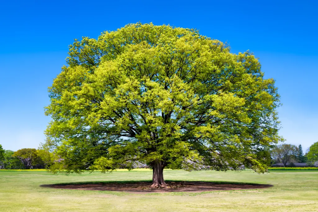 A large Japanese elm tree.