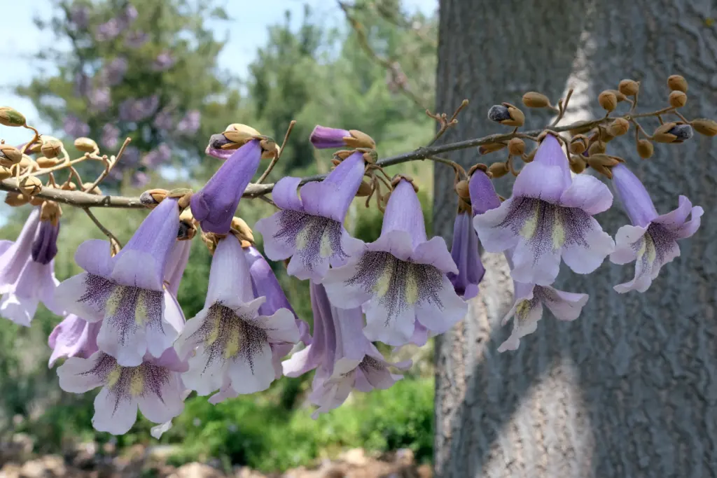 A paulownia tree with purple flowers.