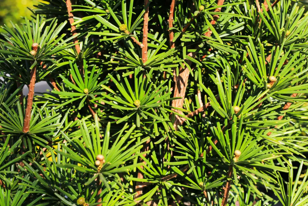 A Japanese umbrella pine tree.