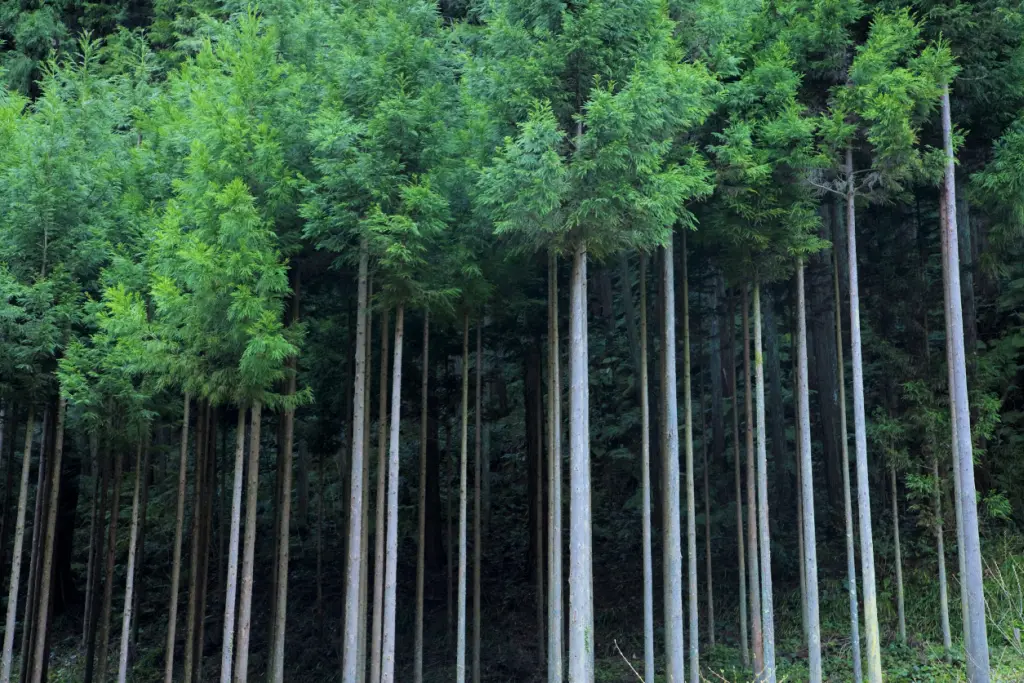 A bunch of Japanese cedar trees. It's a type of wood.