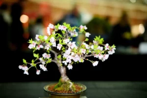 A cherry blossom bonsai.