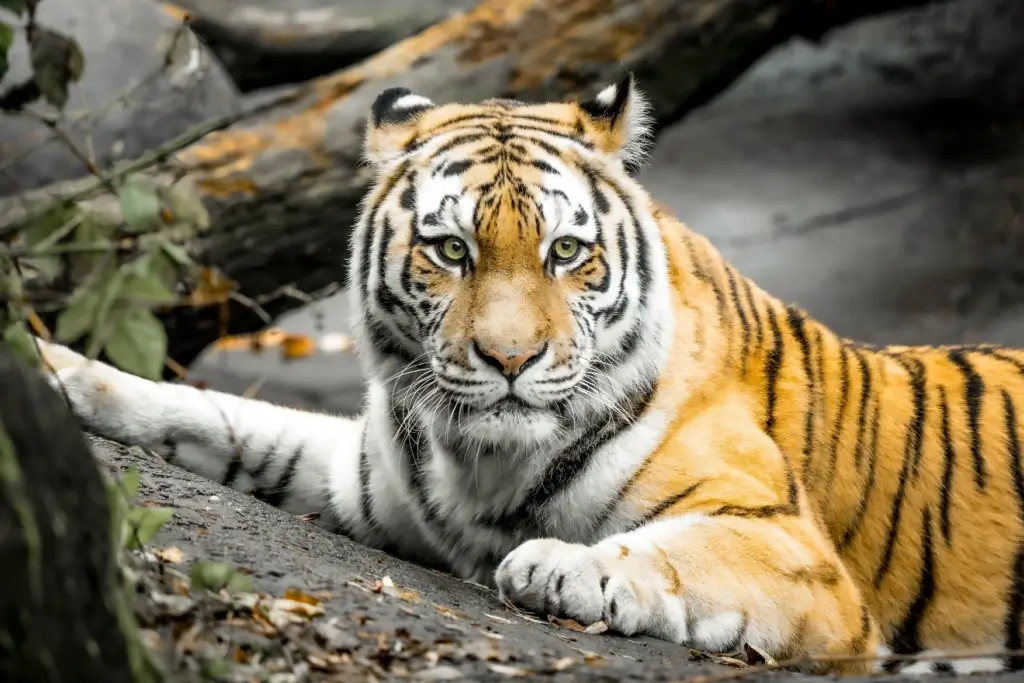 A Siberian tiger resting on a rock.