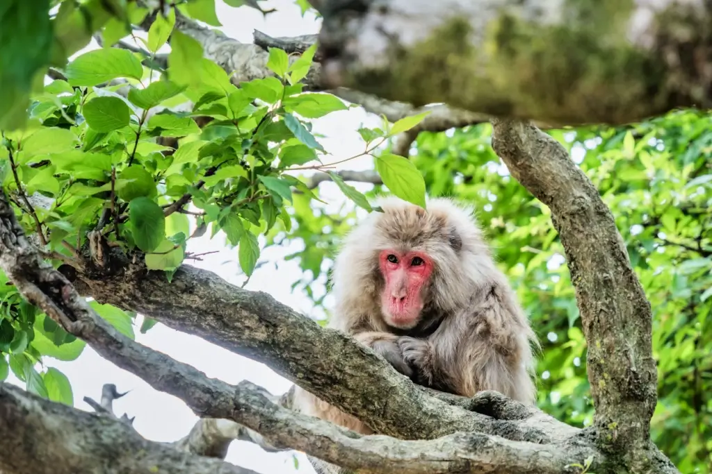 A Japanese macaque in a tree.