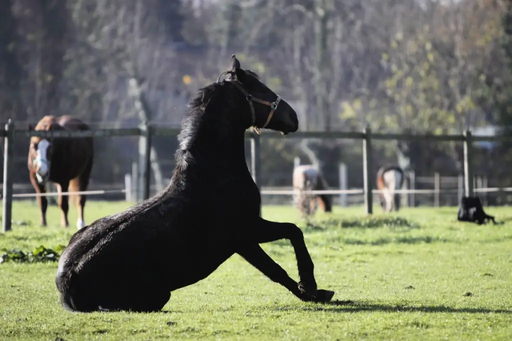 A black horse getting up after havin fallen.