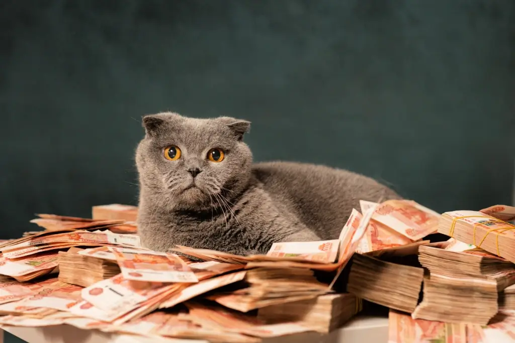 A black shorthair cat surrounded by money.