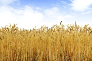 A bunch of wheat fields in Japan.