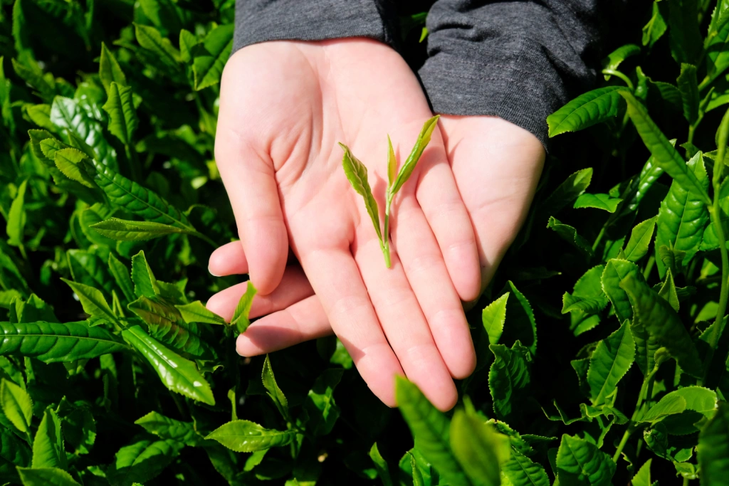 A person holding a green tea leaf.