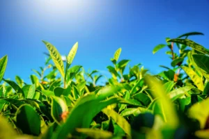 A bunch of gyokuro tea leaves in the sunlight.