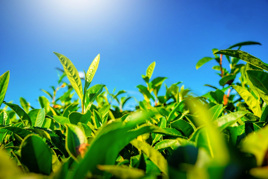 A bunch of gyokuro tea leaves in the sunlight.