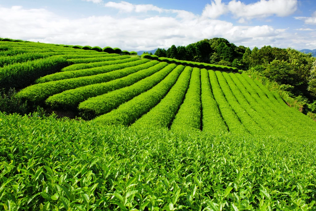 A gyokuro tea plantation.