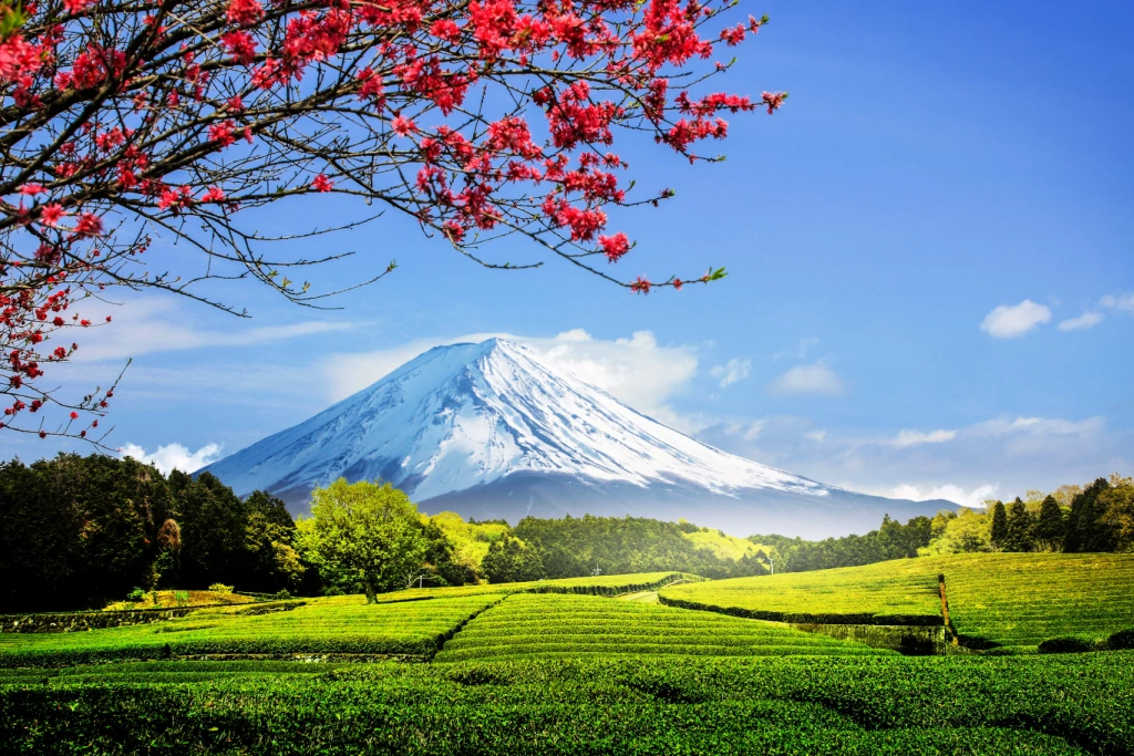 The Asahina area of Shizuoka.