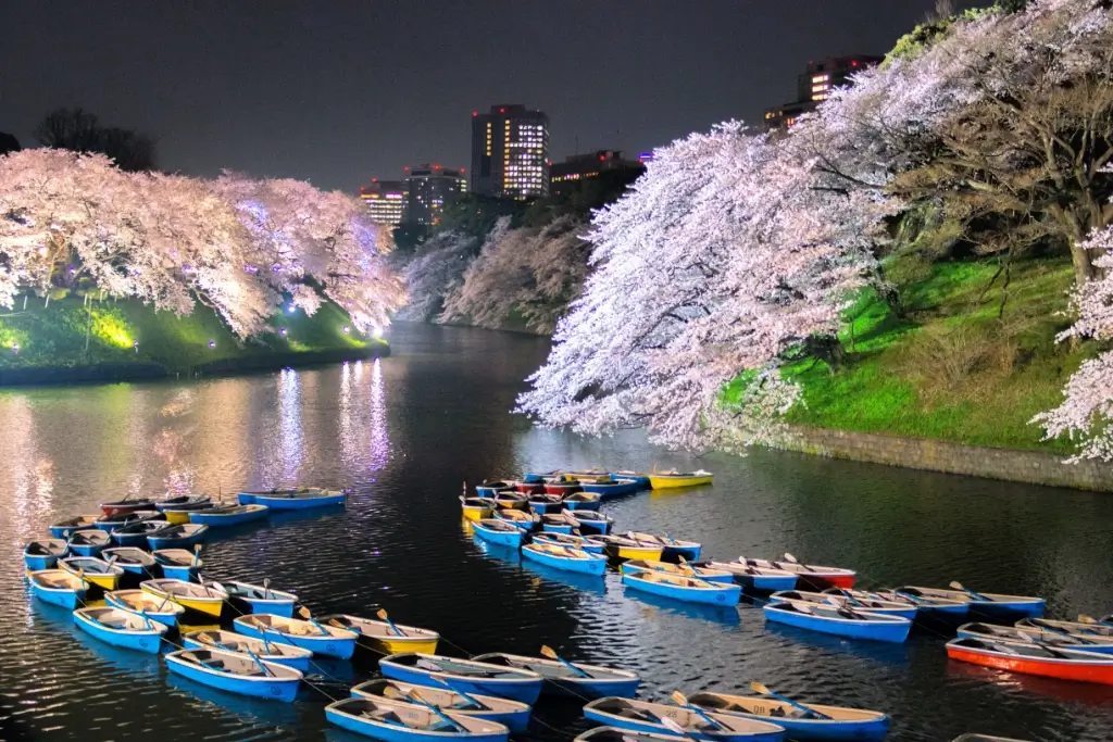 Chiyoda City at night during cherry blossom season. There are boats in the moat.