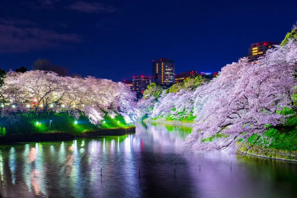 Chiyoda City at night during cherry blossom season.