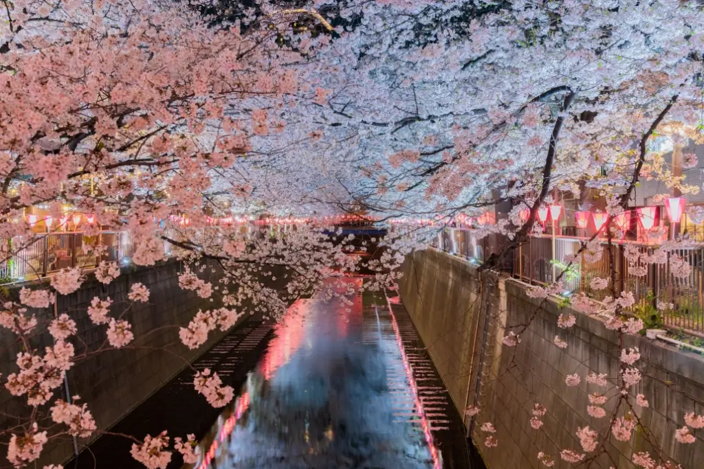 The Meguro River at night during cherry blossom season.