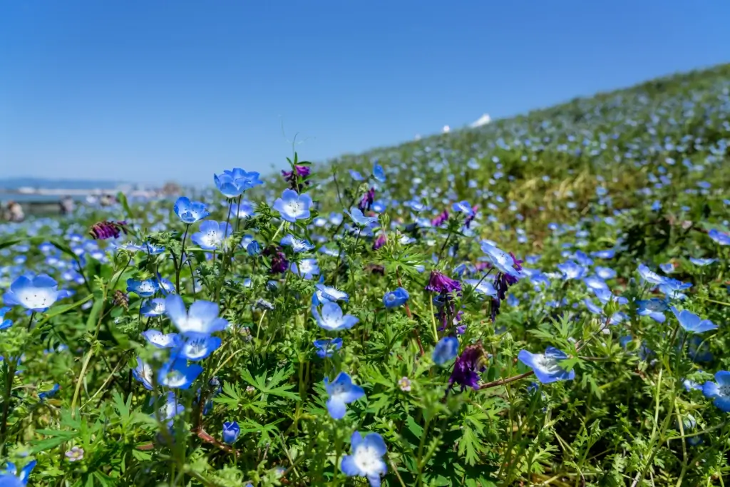 A field of nemophila flowers in Osaka Maishima Seaside Park.