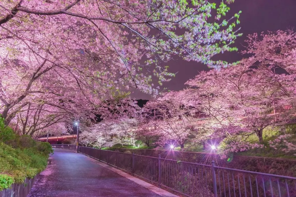 Yamanaka Valley at night surrounded by cherry blossoms.