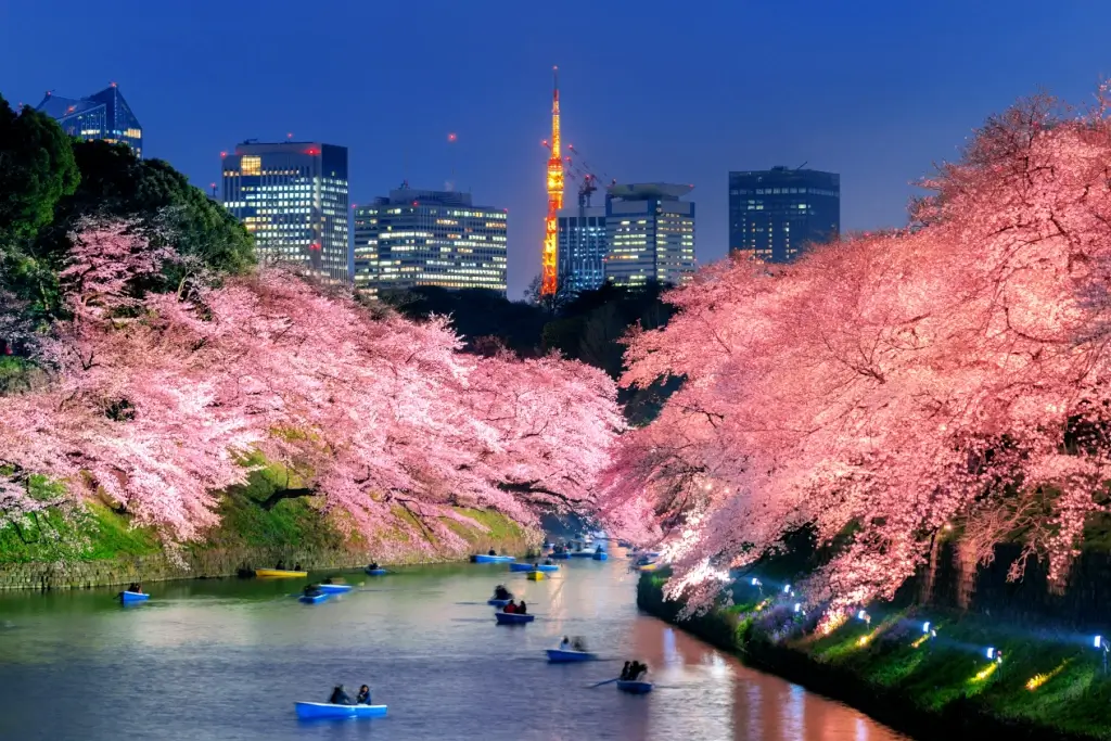 Chidorigafuchi at night in Chiyoda City during cherry blossom season .