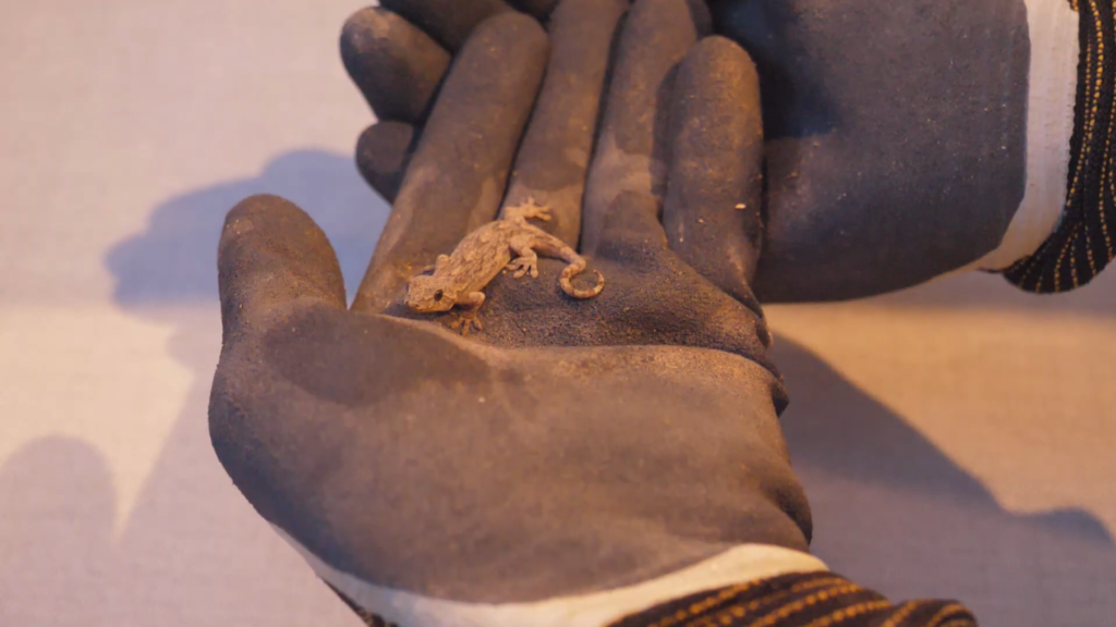 Rachel and Jun found Japanese grass lizard